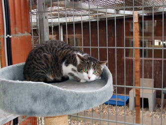 Mein Katzenkind noch im Tierheim :-(