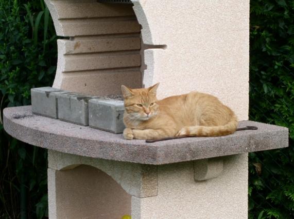 Mein Lieblingsplatz der Gartengrill, aber keine Bange ich werde garantiert nicht gegrillt :-) ich kann nur von hier aus alles übersehen und bin immer bestens informiert.