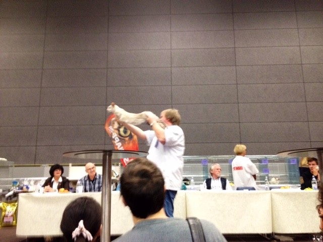 Mein mehrfach ausgestellter und prämierter Purzel