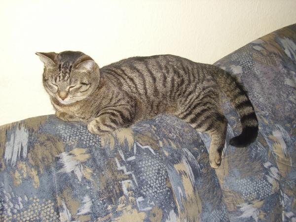 Mein "guter Dschinigs "