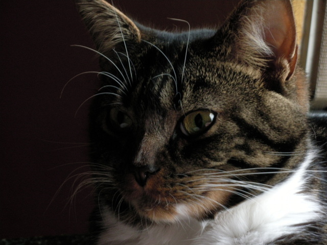 Mein schönes Männlein