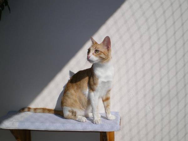 Mein Schweini, die süßeste Zuckerschnute der Welt