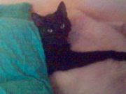 Mein wunderschöner Morphie. Gut auf diesem Bild sieht man nicht viel von seiner Schönheit, aber er ist wirklich ein Bild von einem Kater und soo liebenswürdig bescheuert :D Außerdem erwähnenswert ist, dass er stets am Tisch mitisst. Mit eigenem Teller versteht sich. Alles in Allem hat er bessere Manieren als mein Bruder. Frage mich wann er anfängt mit Messer und Gabel zu essen :D