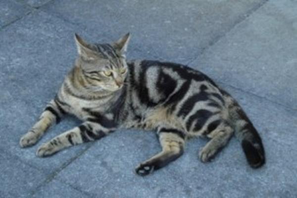 Mein Zuchtkater: CH. DK Wehnerts Qaiser
Rasse: Europäer (EUR)
Farbe: Schwarz blotched tabby (n22)
Aus Dänemark