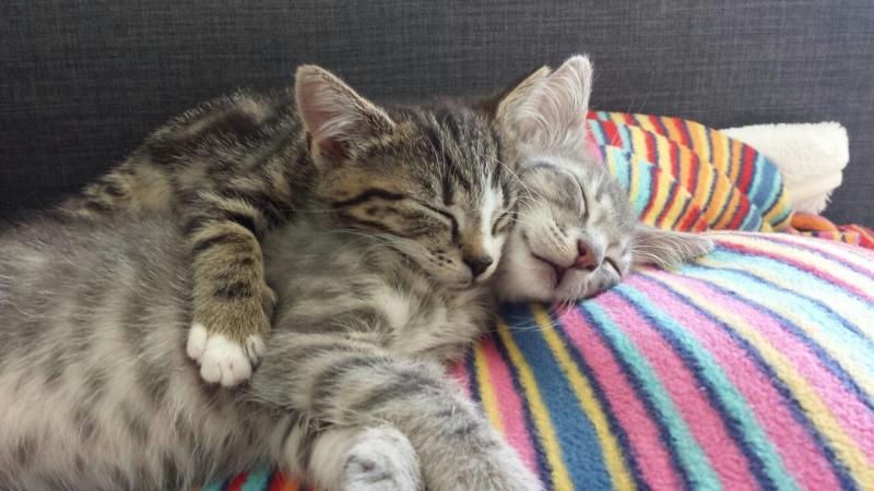 Meine Beiden am Träumen