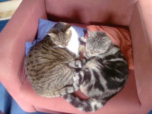 Meine beiden Süssen!