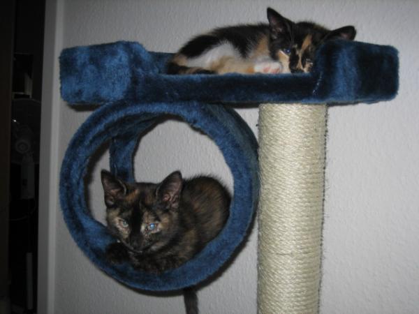 Meine beiden Tiger beim Schönheitsschlaf ;)