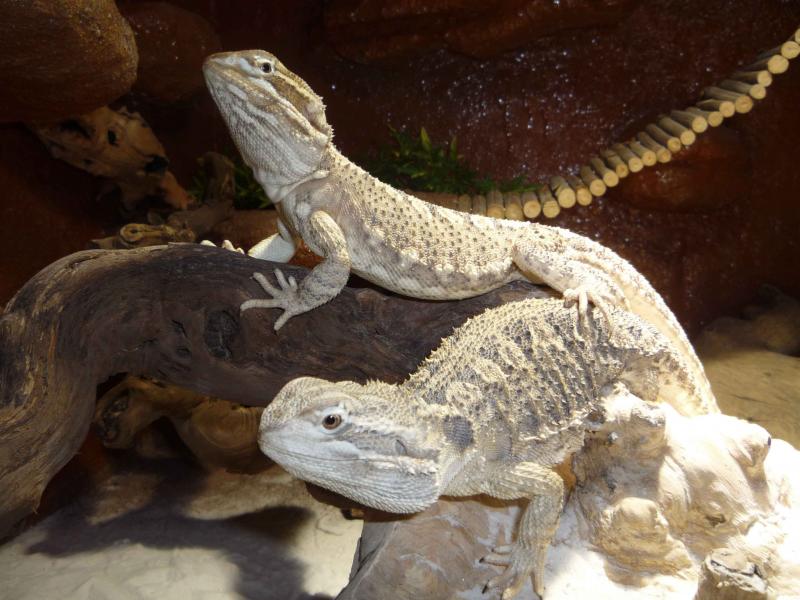 Meine beiden Zwergbartagamen