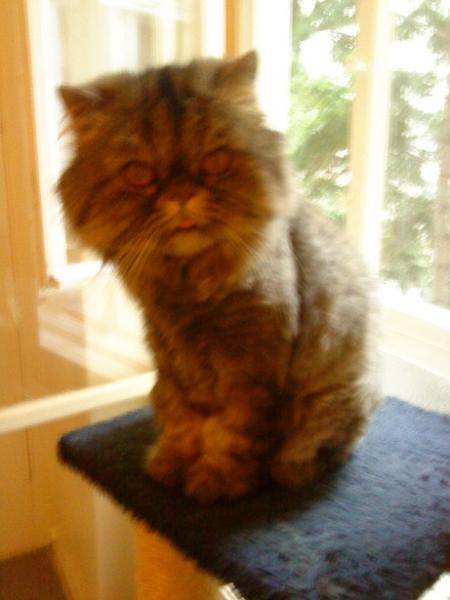 Meine Elfe :)))))))) namens Mikuschen
(Bild täuscht, Elfe Mikuschen hat 7 kg )
Ist halt fotogen :)