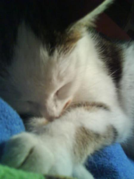 Meine Fellnase am schlafen (: