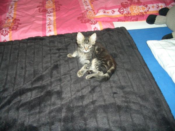 Meine kleine Fledermaus...hat mein Herz im Sturm erobert :-)