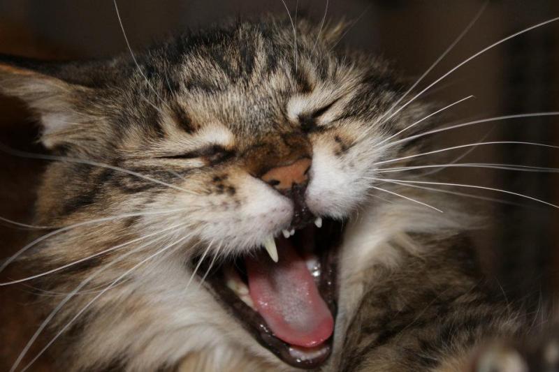 Meine kleine "Löwin".