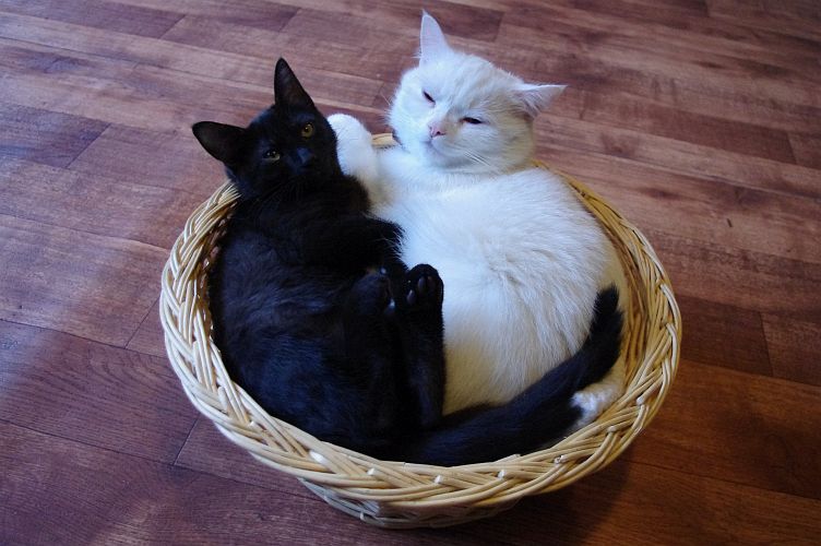 Meine Kuschelbärchen... :D