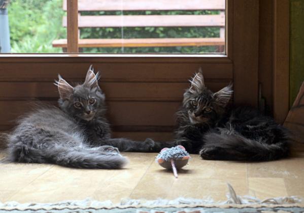 Meine Maus oder deine Maus?