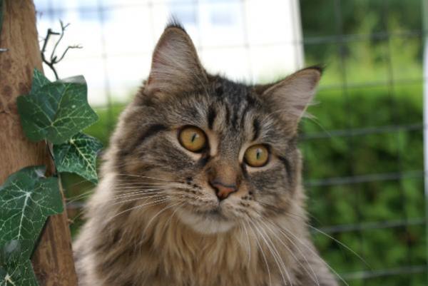 Meine Prinzessin, Aika-Moon