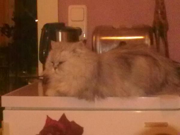 Meine Prinzessin Mati