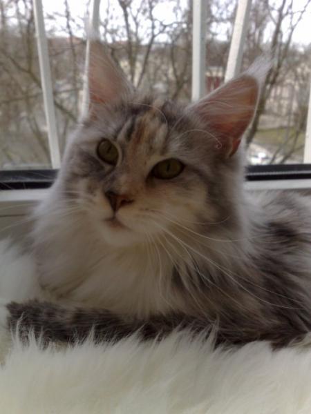 Meine schöne Prinzessin Icy