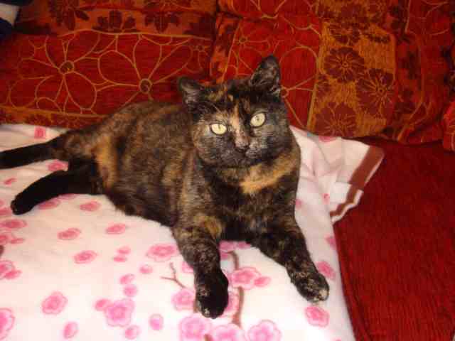 Meine Seelenkatze Lucy