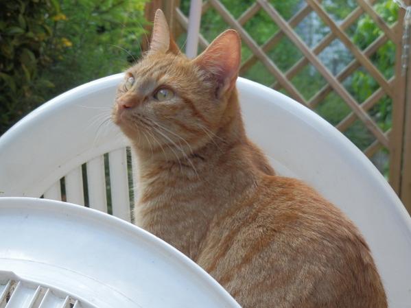 Meine Zuchtkätzin: DK Boholdt Super Karla
Rasse: Europäer (EUR)
Farbe: Rot getupft tabby (d24)
Aus Dänemark