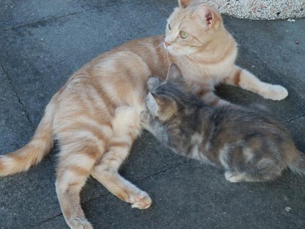 Meine Zuchtkätzin: DK Breath-Takings Dorthea
Rasse: Europäer (EUR)
Farbe: Creme blotched tabby (e22)
Aus Dänemark