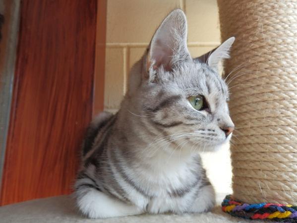 Meine Zuchtkätzin: SE Mumindalens Silver Tess
Rasse: Europäer (EUR)
Farbe: Schwarz Silber blotched tabby (ns22)
Aus Schweden