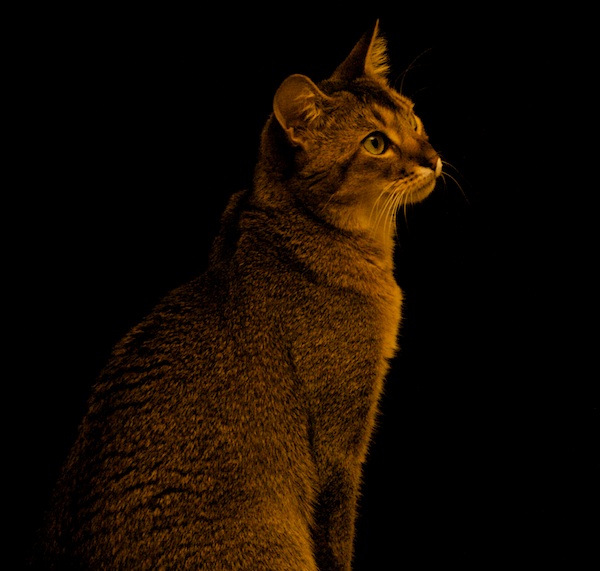 Melvin in höheren Sphären ....