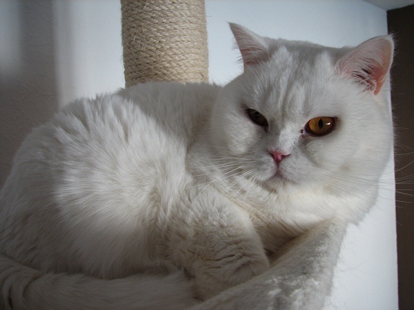 Merlin am 12.04.2012