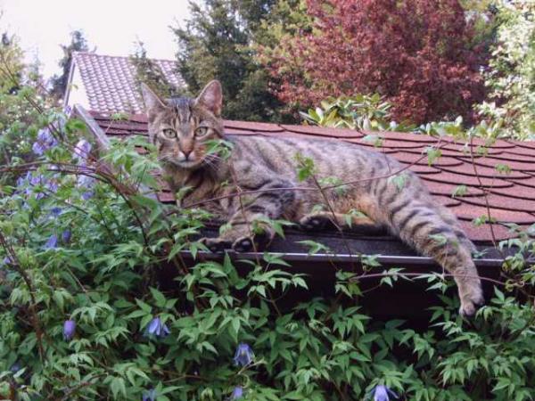 Merlin auf Gartenhaus