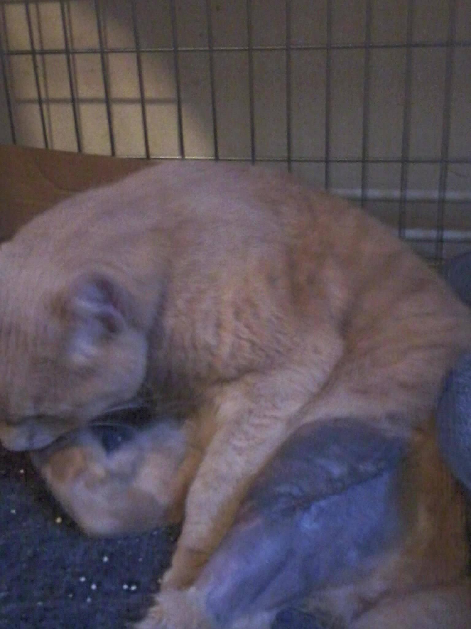 merlin nach seiner op (kreuzbandriss)