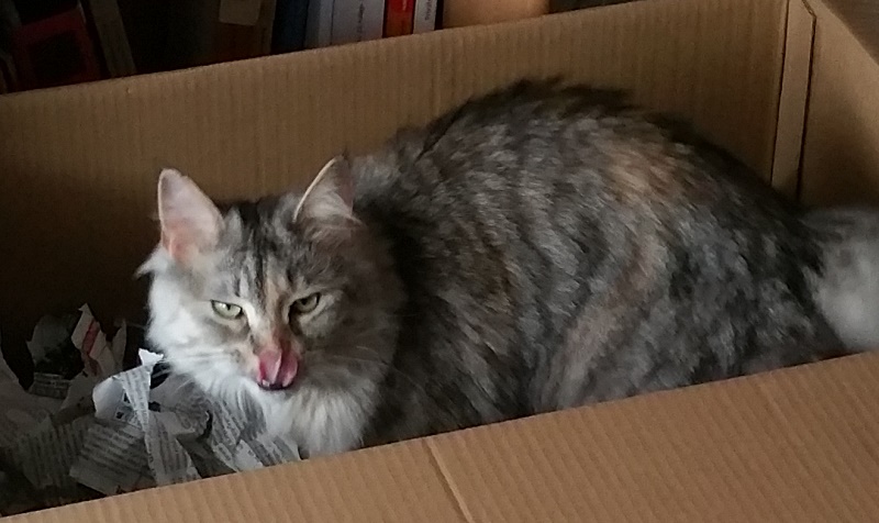 Mh, diese Leckerlis in der Raschelbox sind lecker.