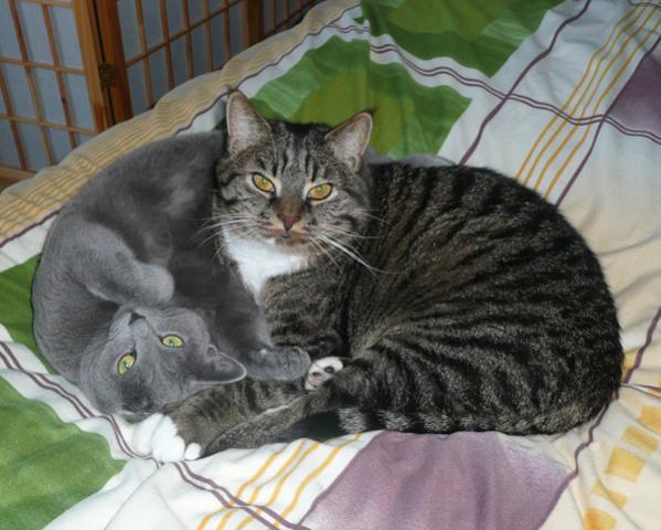 Mia &amp; Eule friedlich vereint auf unserem Bett