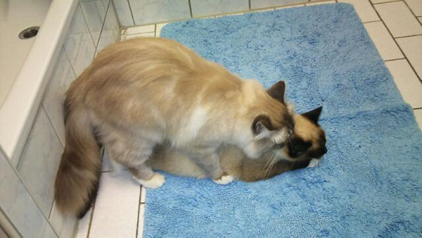 Mickey wärend er Coco deckt