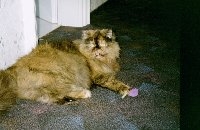 Micky meine Süsse 
*19.05.1998 - 29.10.2008

Ich vermisse Dich!!!!