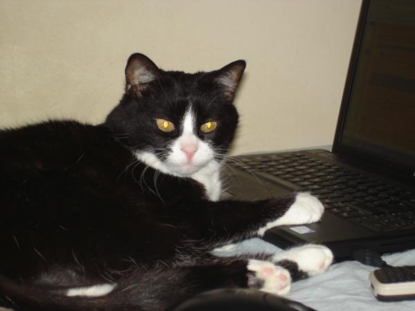 Mieksi hilft beim e mail schreiben