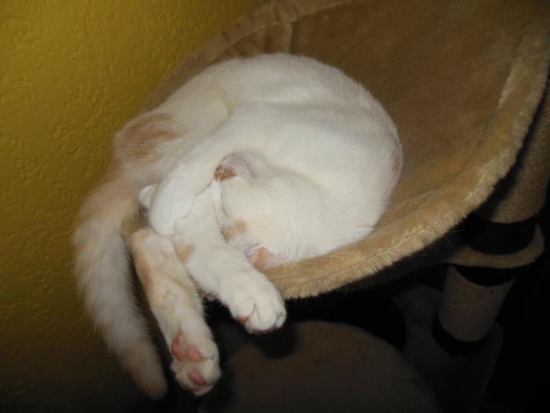 Mikesch im Kratzbaum