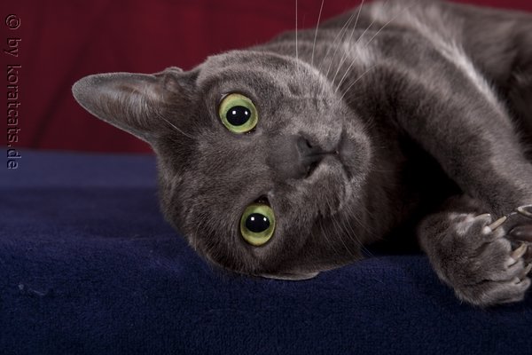 Mikesch (Manabu ban Saraphi)