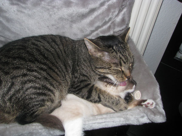 Miki und Coco (da war sie erst 1 Woche bei uns)