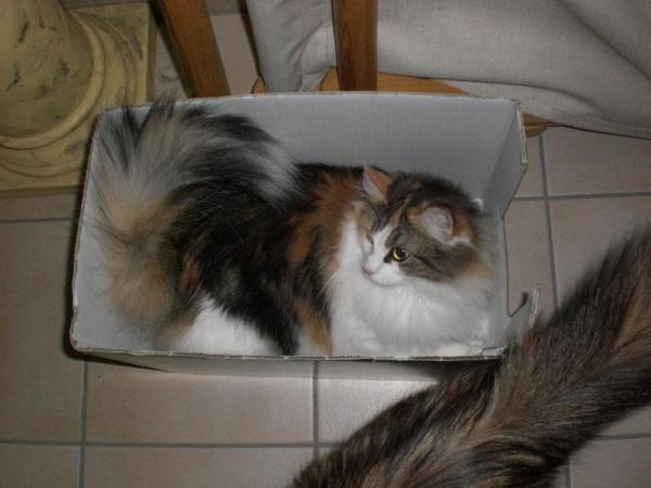 milea liebt kartons ;)