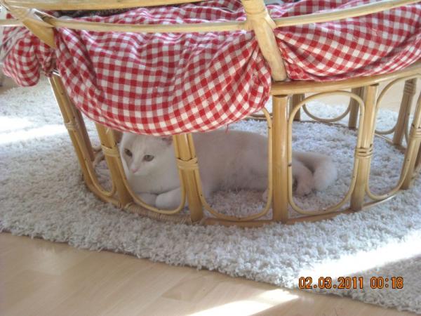 mili in seinem allerliebsten lieblingsversteck :)