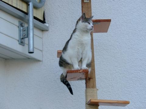 Minou erkudet unsere selbstgebaute Katzenwendeltreppe