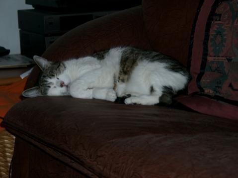 Minou schläft schon wieder