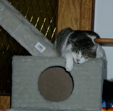 Minou schläft wo es geht
 (*)18.7.1999