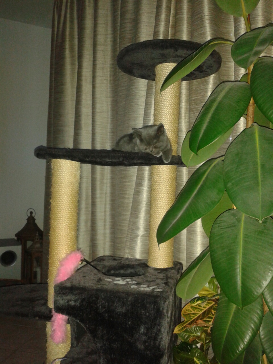 mit 11 Wochen und sein erste Abend bei uns :)