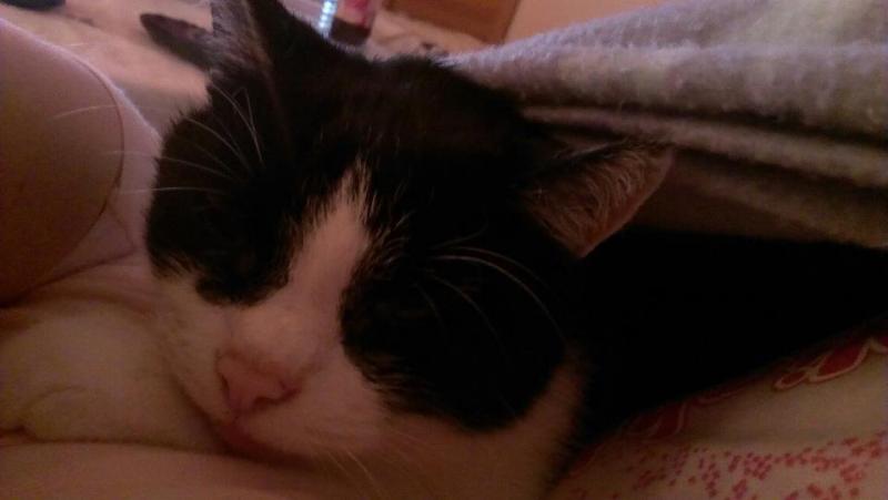 mit Dosie beim TV einschlafen, gibt doch nix besseres