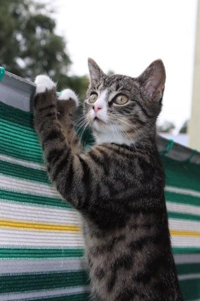 Mittlerweile kann sie schon locker über das Geländer gucken...