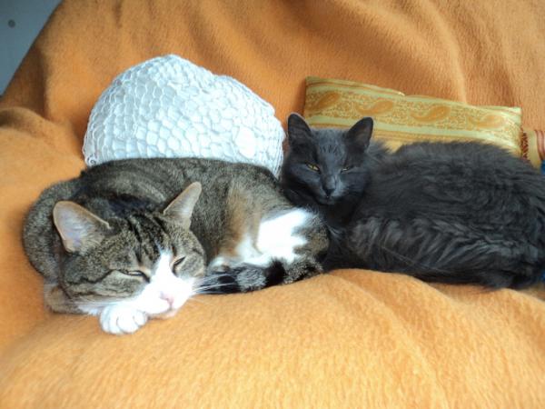 Mitzi mit Tara beim relaxen