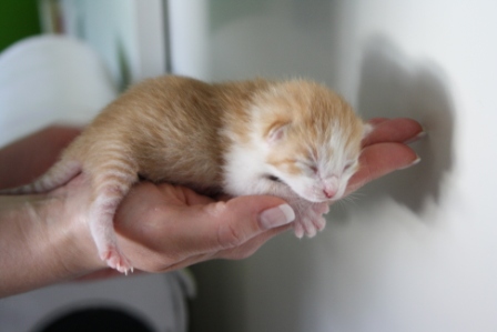 Möhre,der "Terminator" (Nr.2)