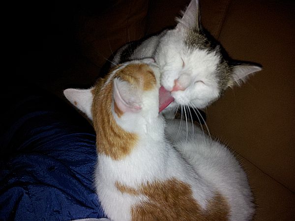 Mogli (rot/weiss) und Balou (schwarz/weiss) / (Handyfoto)