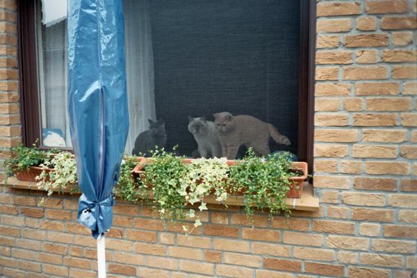 Moin,moin, es grüßt das fröhliche Trio aus Oldenburg!.