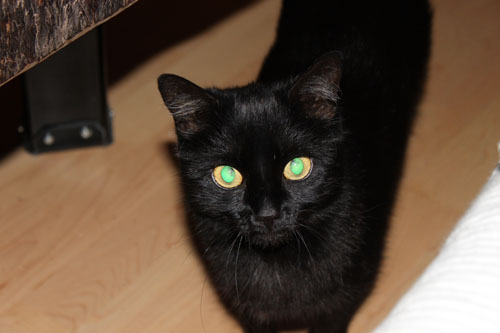 Molly, grade mein einziges Kuschelmonster....